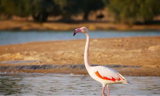 Al Qudra Lake