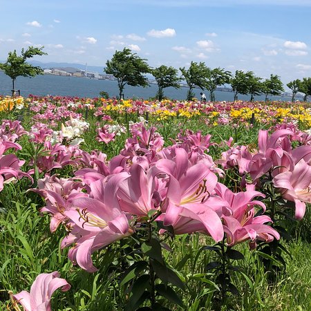 大阪舞洲百合園旅遊攻略指南 大阪舞洲百合園評論 大阪舞洲百合園附近推薦 Trip Com 大阪舞洲百合園旅遊攻略指南 大阪舞洲百合園評論 大阪舞洲百合園附近推薦 Trip Com