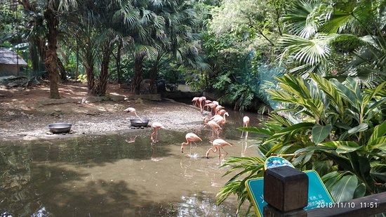 東部華僑城