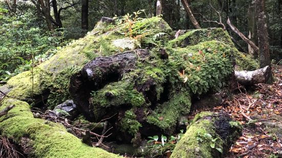 門票500日元森林養護費，提供中文、英文和日文地圖，走大環線