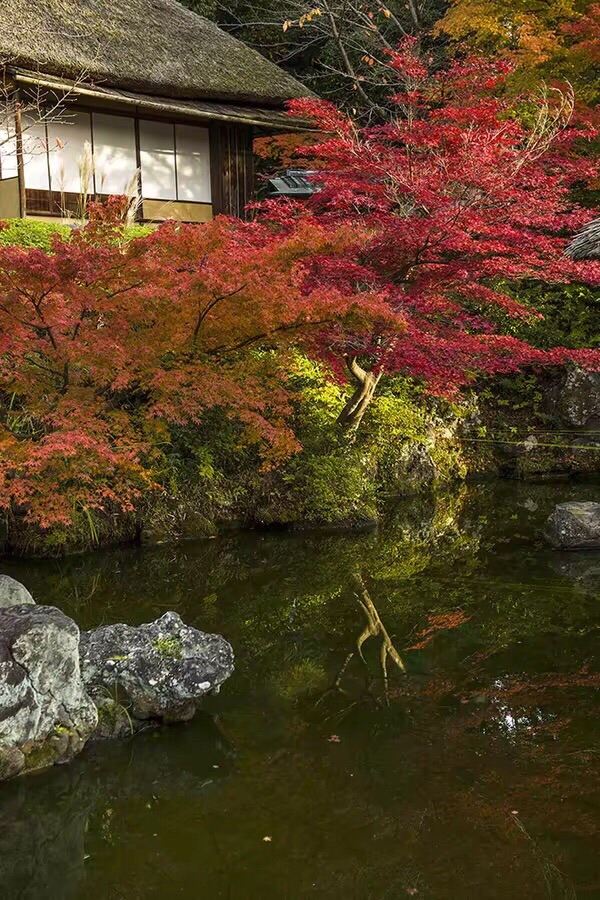 青龍寺景點 京都旅遊評論 旅行指南 Trip Com