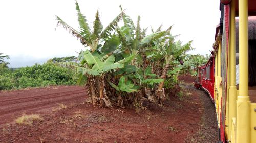 Dole Plantation