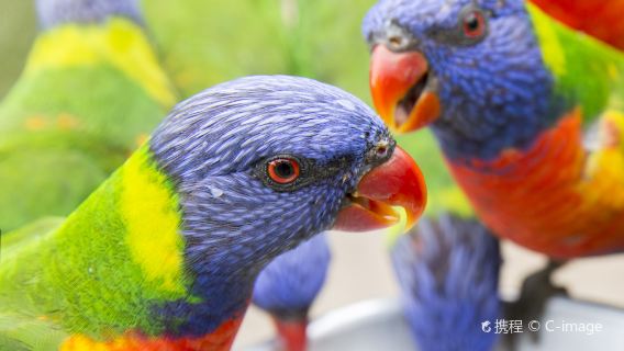 Gold CoastExperiences
