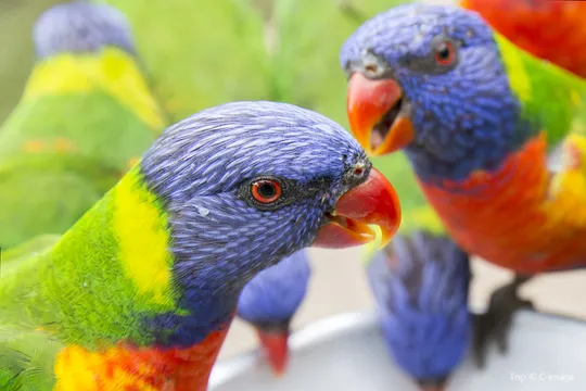 4_Currumbin Wildlife Sanctuary