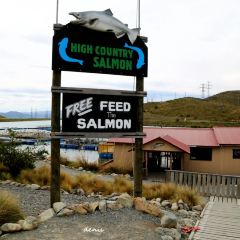 High Country Salmon ảnh của người dùng