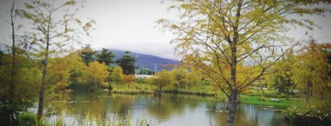 Pine Tree Lake