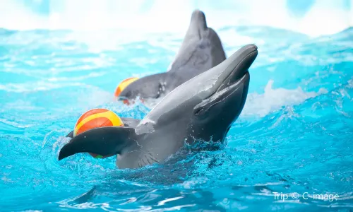 Dolphin Interactions in Bali