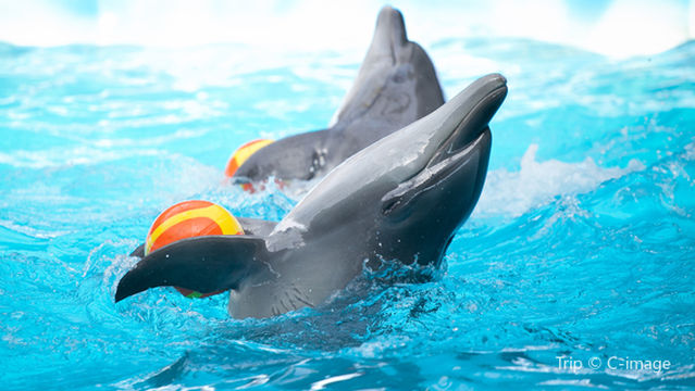 Dolphin Interactions in Bali