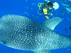 Scuba Diving in Okinawa