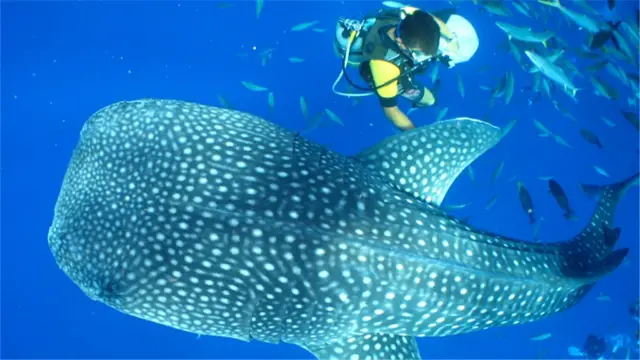 Scuba Diving in Okinawa