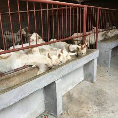 魏家羊肉馆 여행 사진