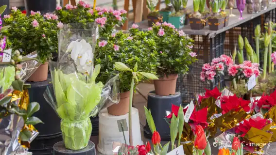 Angel Bay + Promenade des Anglais + Place Massena + Nice Old Town + Place de la Salle Market