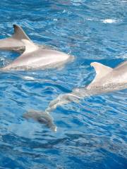 邁阿密水族館