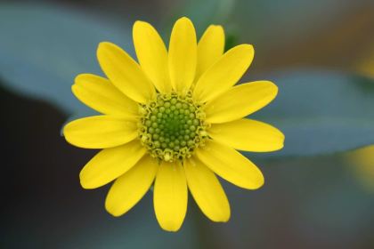 Dicos (gujiaojinniu)