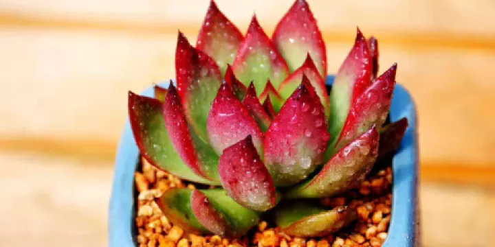 肯德基(祁州店)