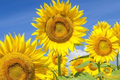 ZHENG HAO QIA ZHENG CAI GUAN