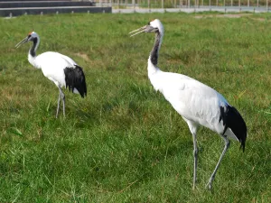 Red-Crowned Crane Wetland Ecological Tourism Area