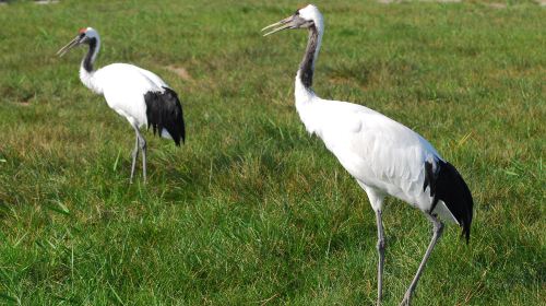 Yancheng Wetland National Nature Reserve Rare Birds