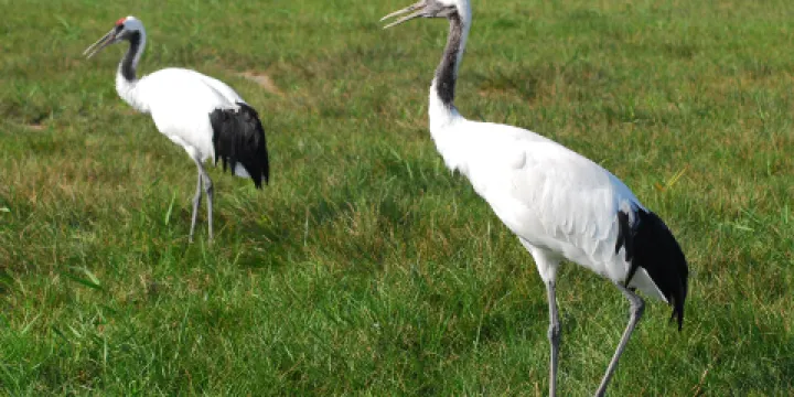 丹頂鶴濕地生態旅遊區