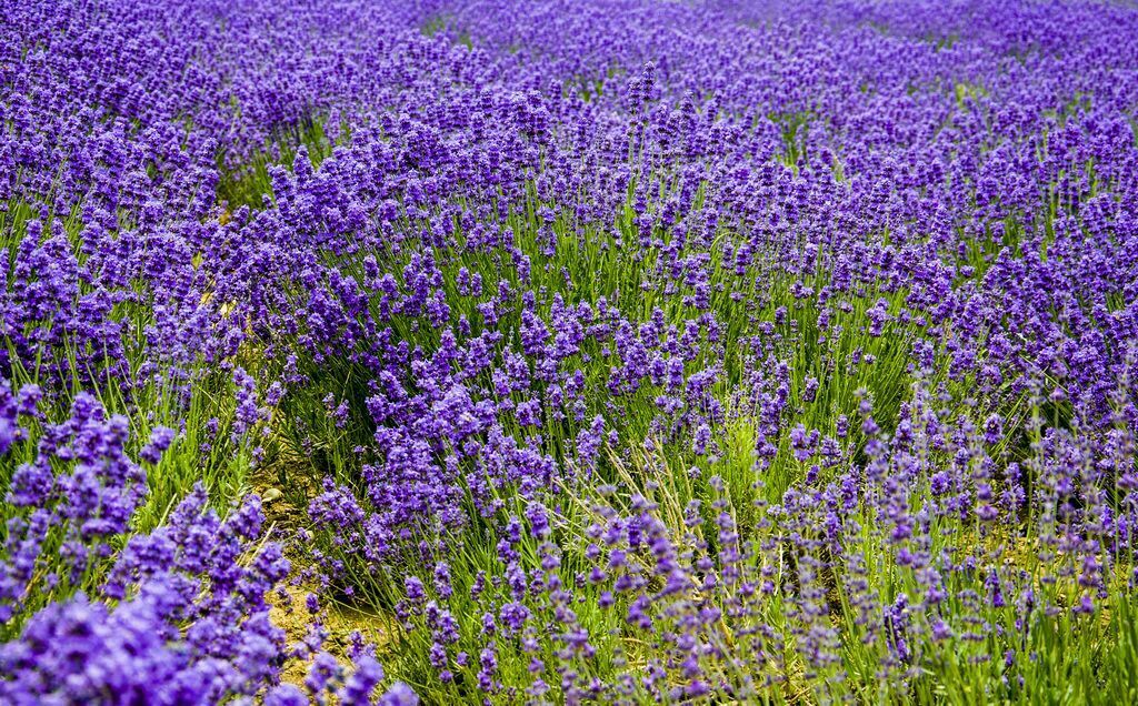 Zisu Liren Lavender Creative Industry Park