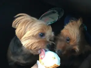 Sugar & Ice Creamery