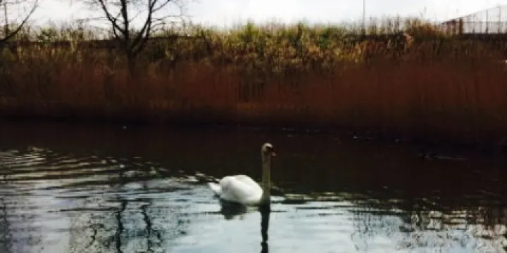 De Theetuin Rijsoord Rijsoord