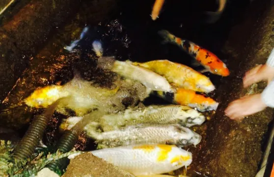 Aziatisch Restaurant Oriental Garden