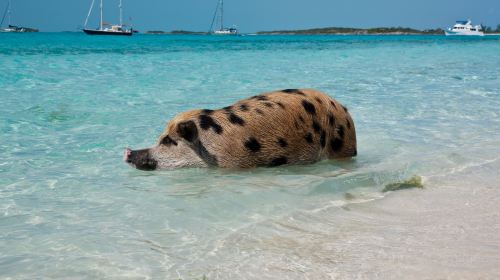 Pig Beach