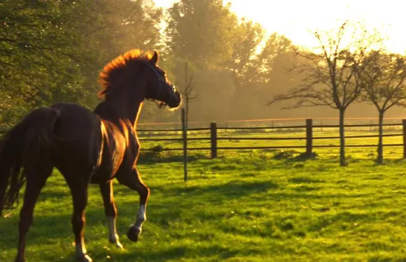 赫費爾霍夫餐廳賓館