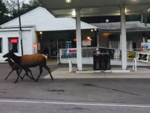 Benezett Store and Restaurant