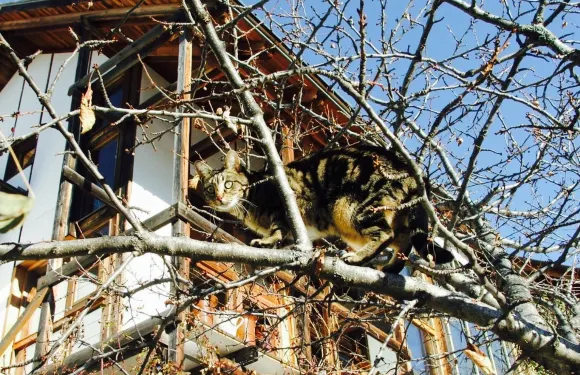 Restauran Les Manins