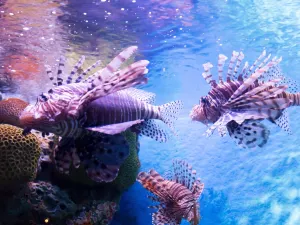 蘇梅水族館和老虎園