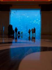 杜拜失落的空間水族館