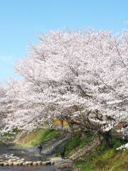 Tamagawa Tsutsumi cherry blossom