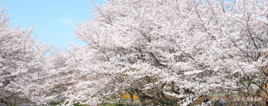Tamagawa Tsutsumi cherry blossom