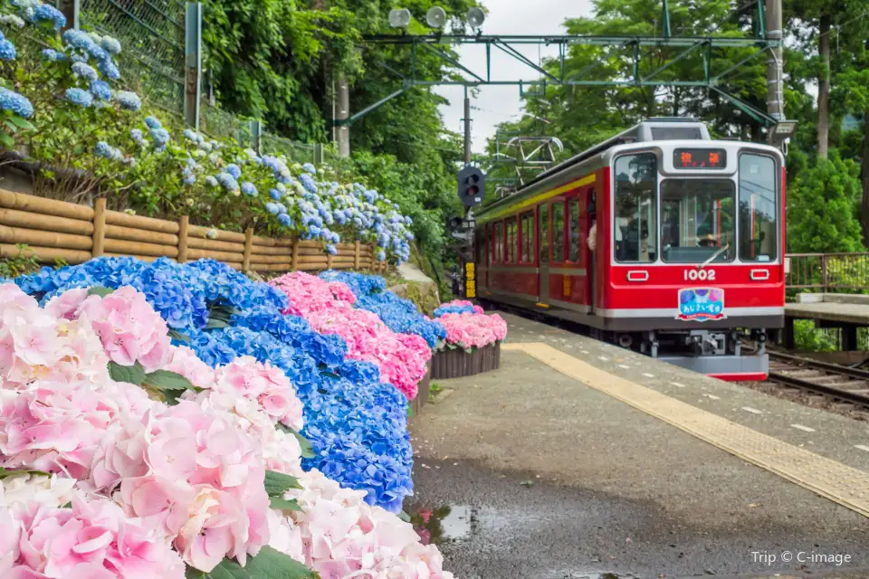 繡球花 | 箱根登山電車