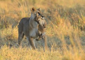 Flüge mit Ethiopian Airlines nach Malindi