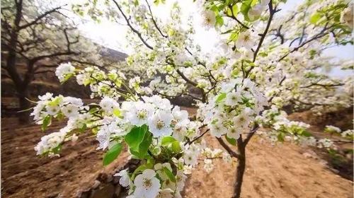 Pear Flower Festival in Guanchang Township, Qinglong County