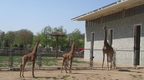 Shijiazhuang City Zoo