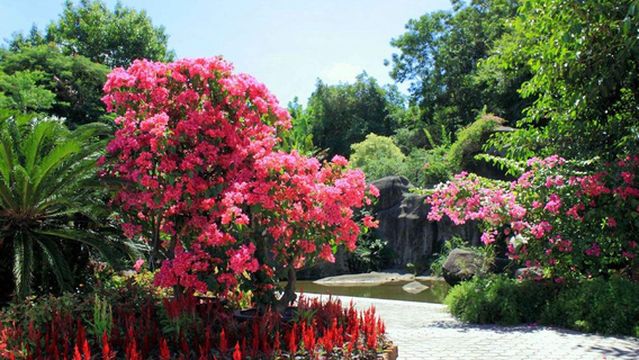 Bougainvillea Viewing in Xiamen