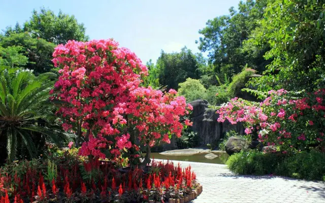 Bougainvillea Viewing in Xiamen