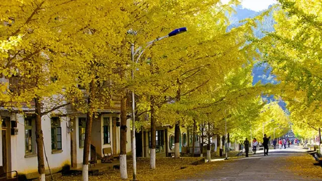 Ginkgo Viewing in Nanxiong