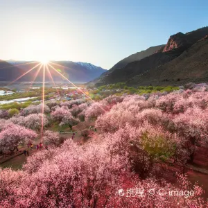 Gala Peach Blossom Village