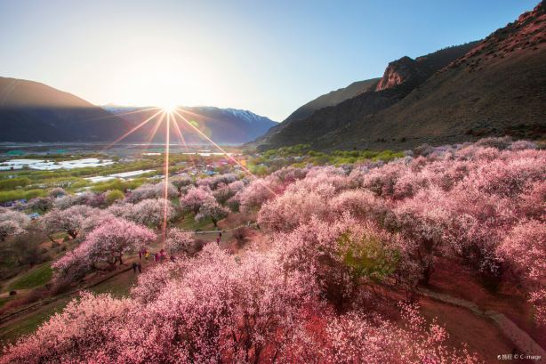 Gala Peach Blossom Village