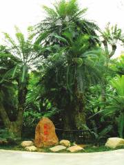 Millennium Cycad Garden