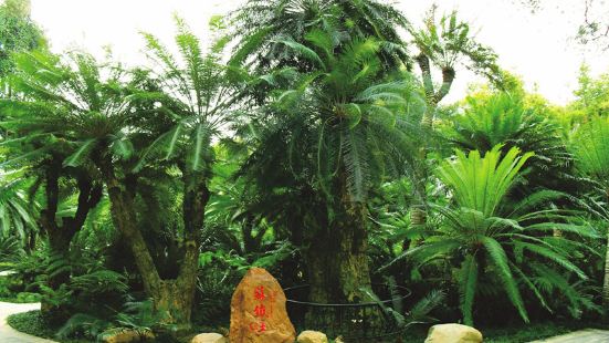 Millennium Cycad Garden