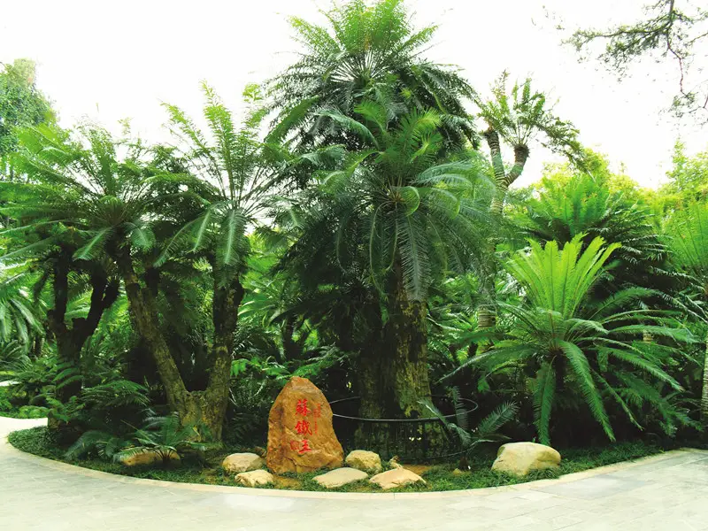 Millennium Cycad Garden