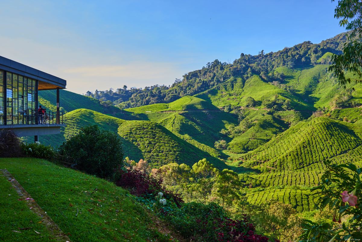Boh Tea Centre Habu