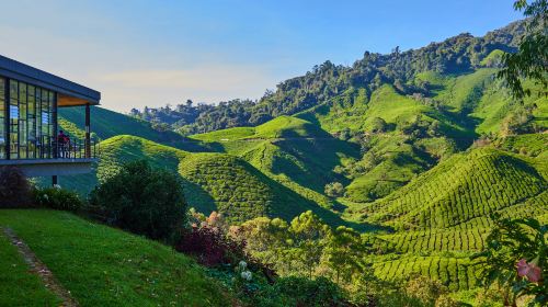 Boh Tea Estate Habu, Pahang.