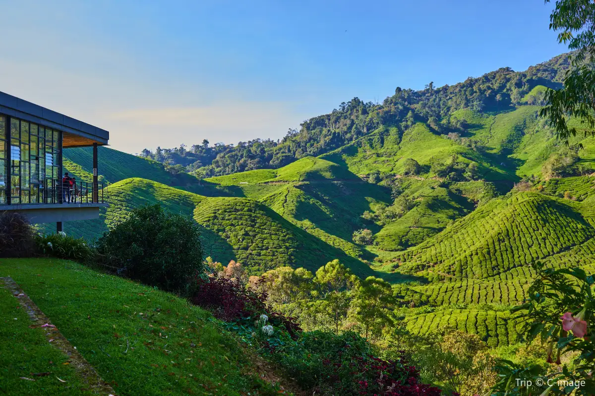 Boh Tea Centre Habu